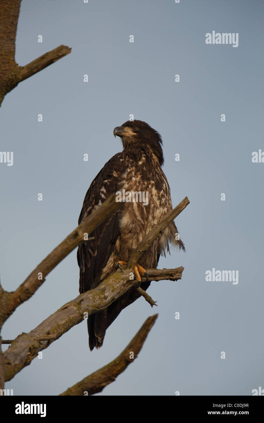 Ein junger Weißkopfseeadler sitzt auf einem Ast festhalten mit seinen scharfen Krallen, diesein ist auf der Suche heraus klebte seine Schulter Stockfoto