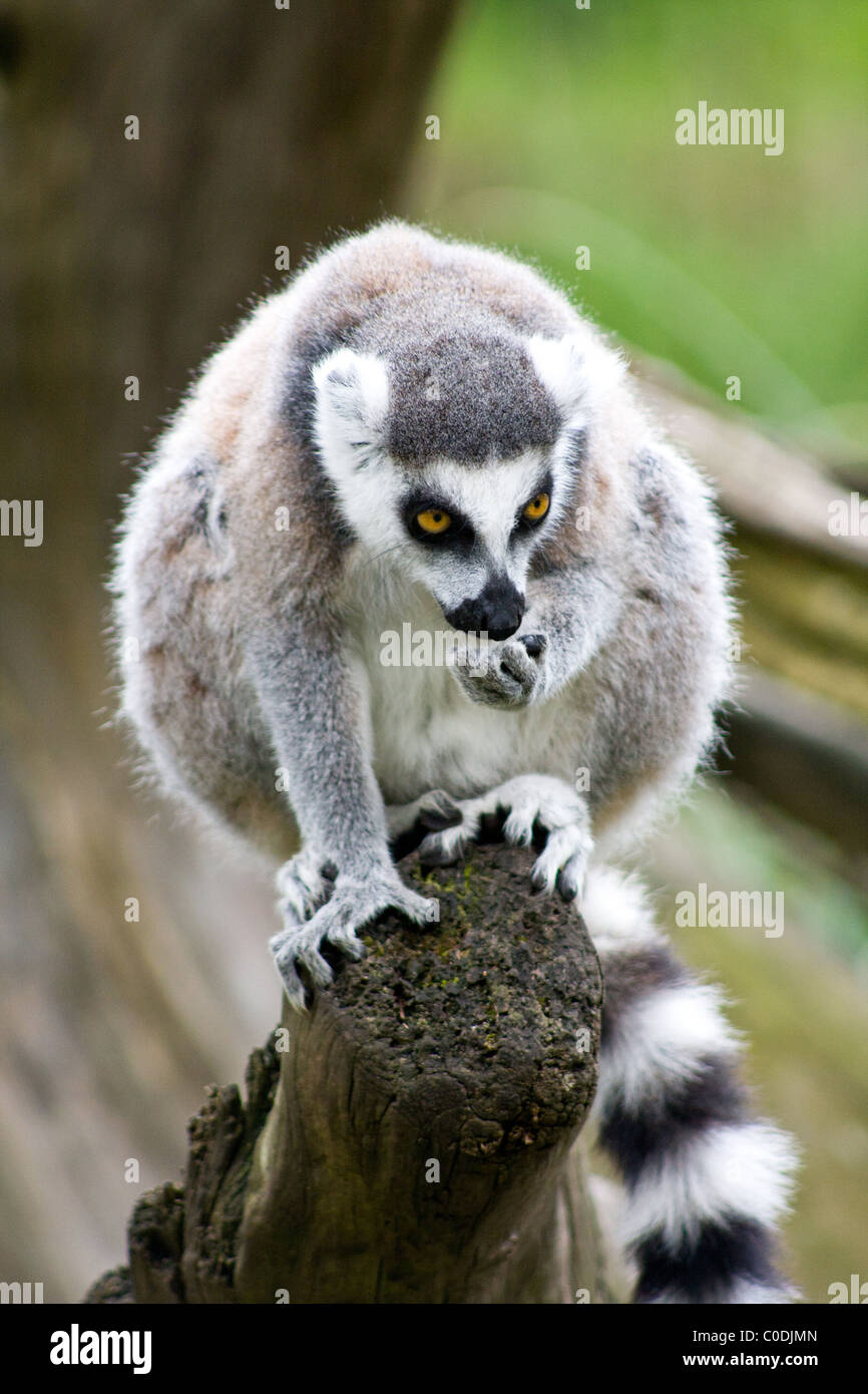 Ein Ring-tailed Lemur sitzt auf einem Baumstumpf in Apenheul Primate Park in Apeldoorn, Niederlande. Stockfoto