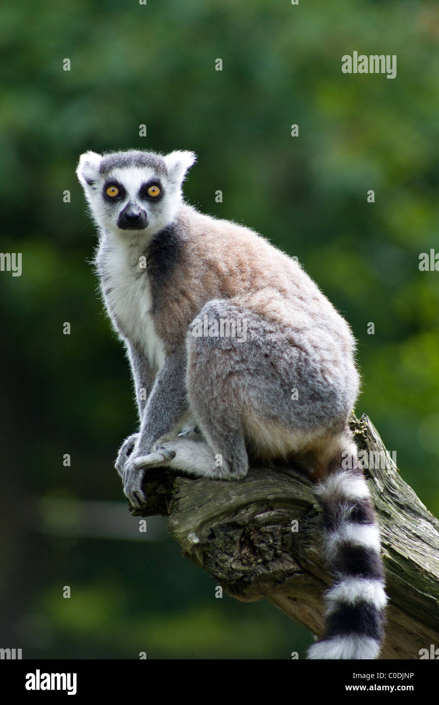 Ein Ring-tailed Lemur sitzt auf einem Baumstumpf in Apenheul Primate Park in Apeldoorn, Niederlande. Stockfoto