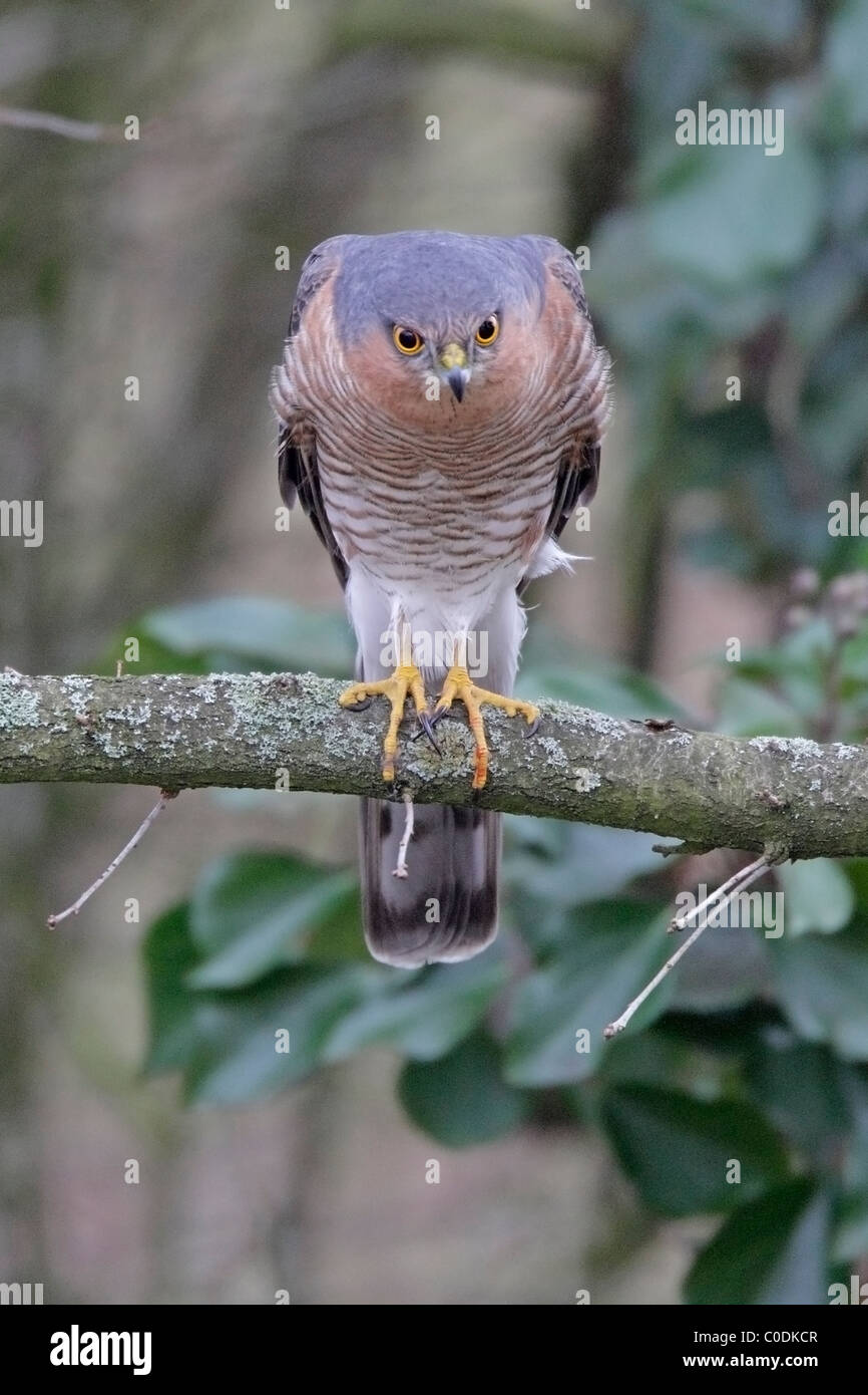 Männliche Eurasian Sparrowhawk thront in Baum Stockfoto