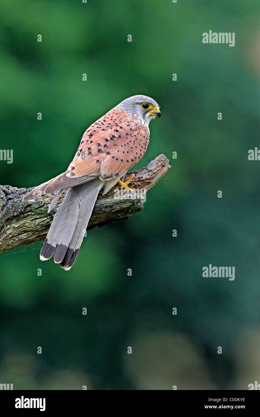 Männlicher Turmfalke (Falco Tinnunculus) thront auf Toten Ast, Yorkshire, Großbritannien, Juli 2009 Stockfoto