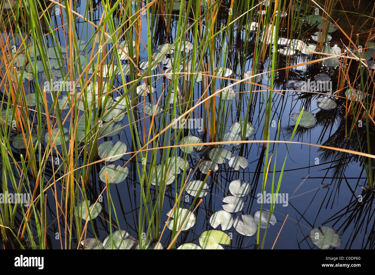 Stiller Teich mit Seerosen blühen im Wasser Stockfoto