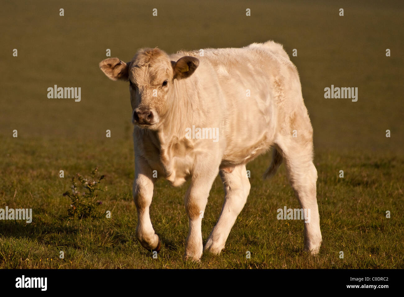 Eine Kreuzung Kalb Stockfoto