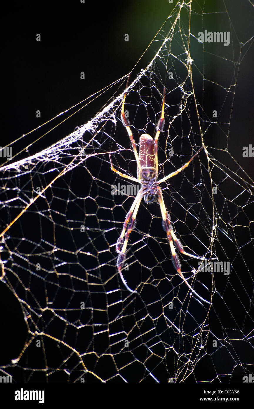 Golden Orb Web Spider am inneren Bucht am Pelican Bay, Naples, Florida, USA, macht die größte und stärkste Web. Stockfoto