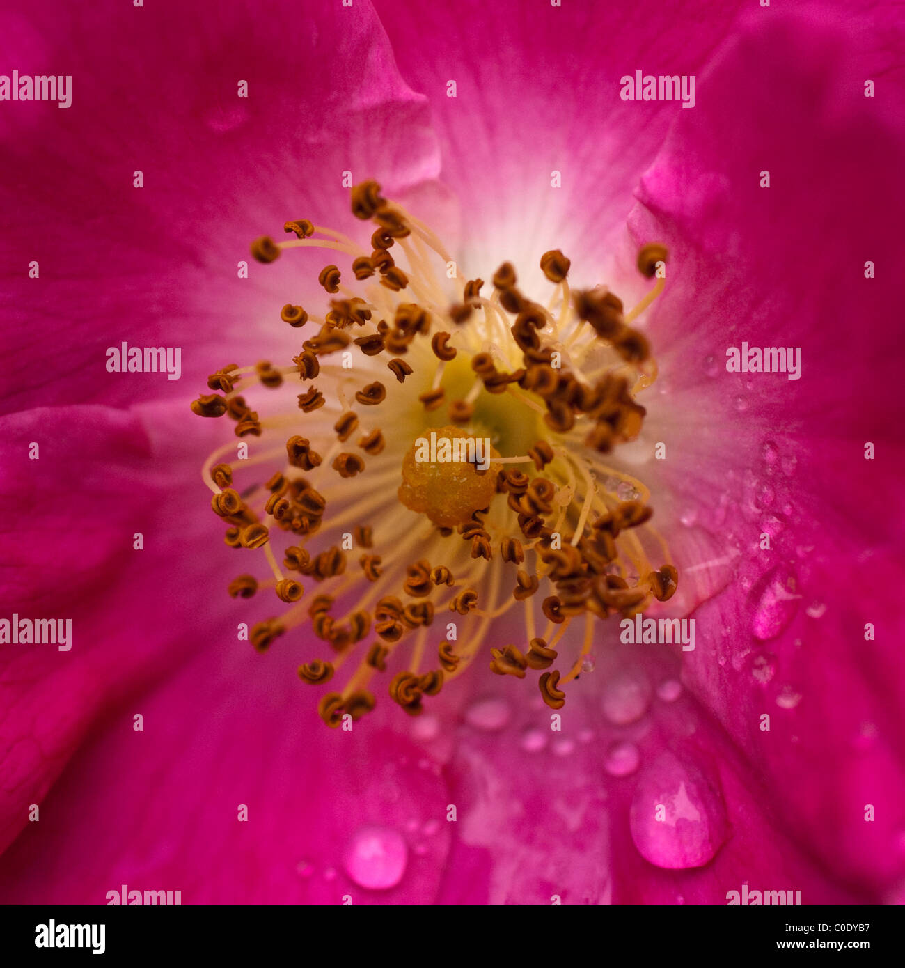 Wild Rose Blumen mit Regentropfen Stockfoto