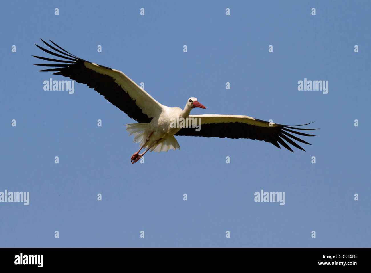 Weißstorch (Ciconia Ciconia) Stockfoto