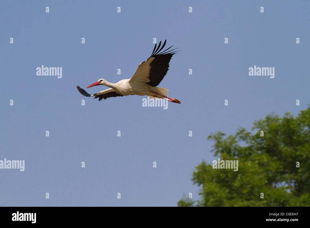 Weißstorch (Ciconia Ciconia) Stockfoto