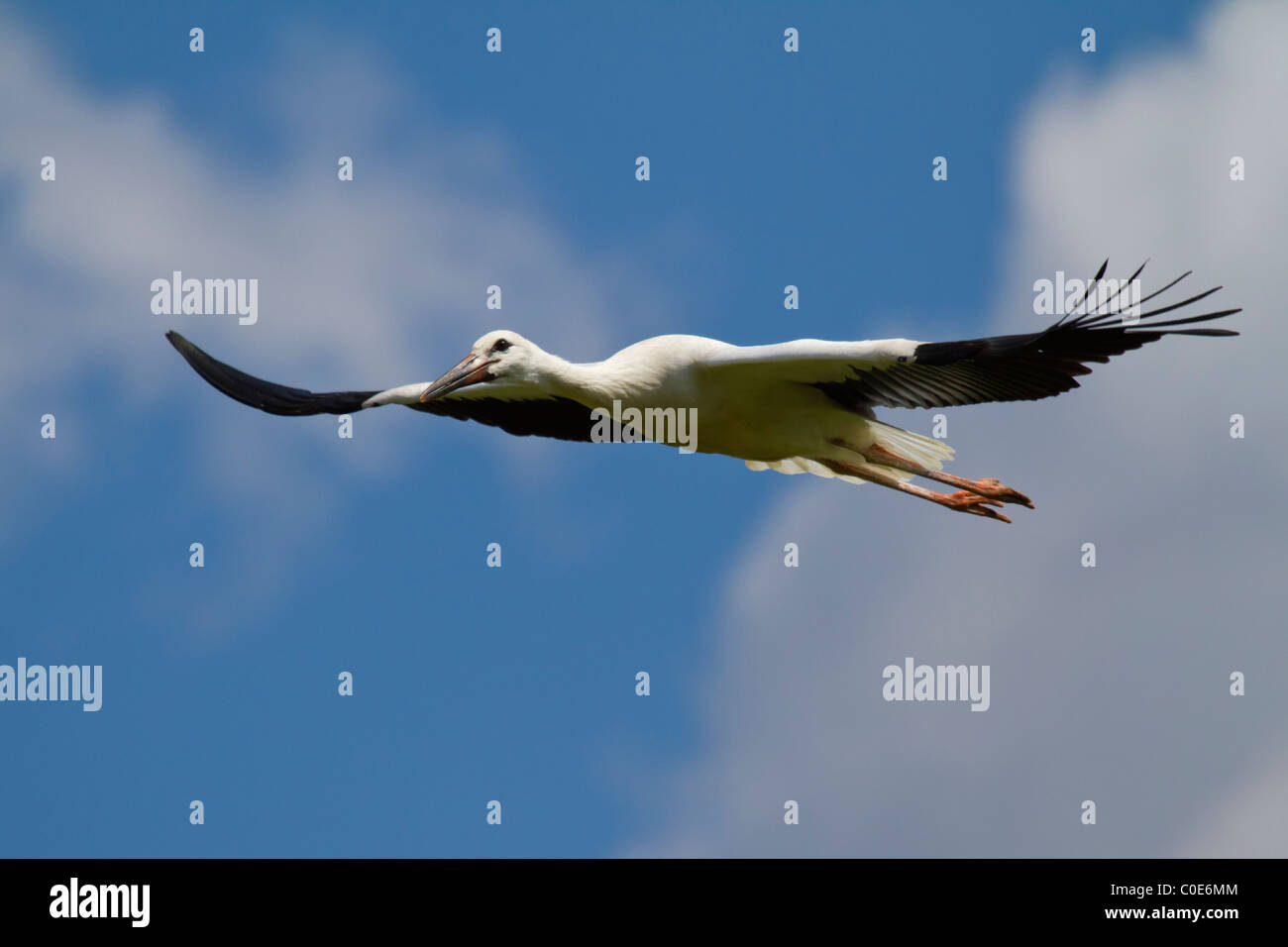 Weißstorch (Ciconia Ciconia) Stockfoto