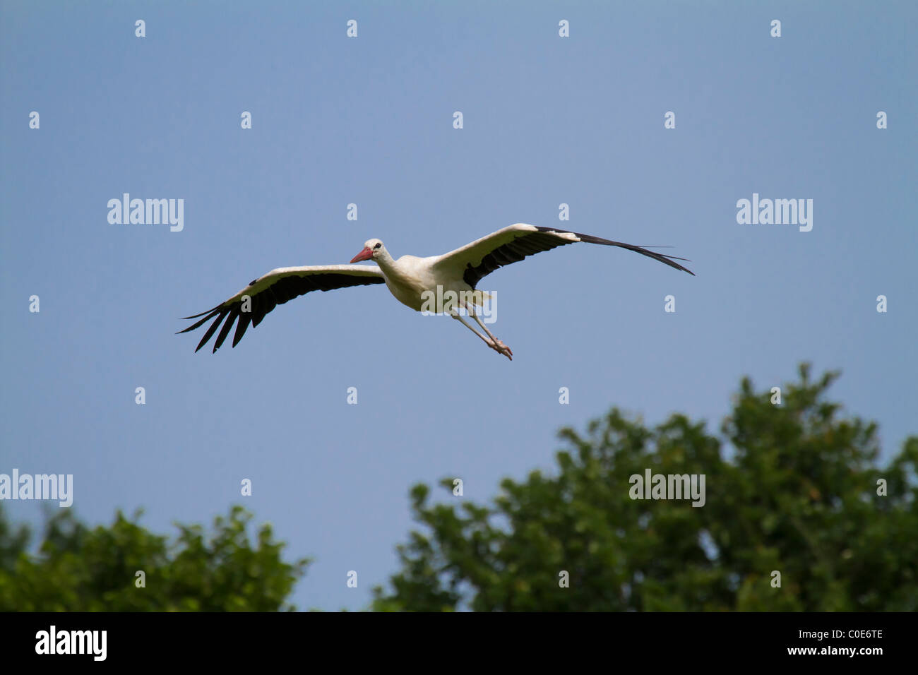 Weißstorch (Ciconia Ciconia) Stockfoto