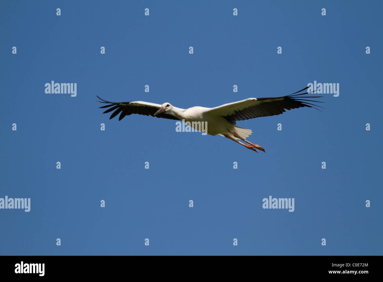 Weißstorch (Ciconia Ciconia) Stockfoto