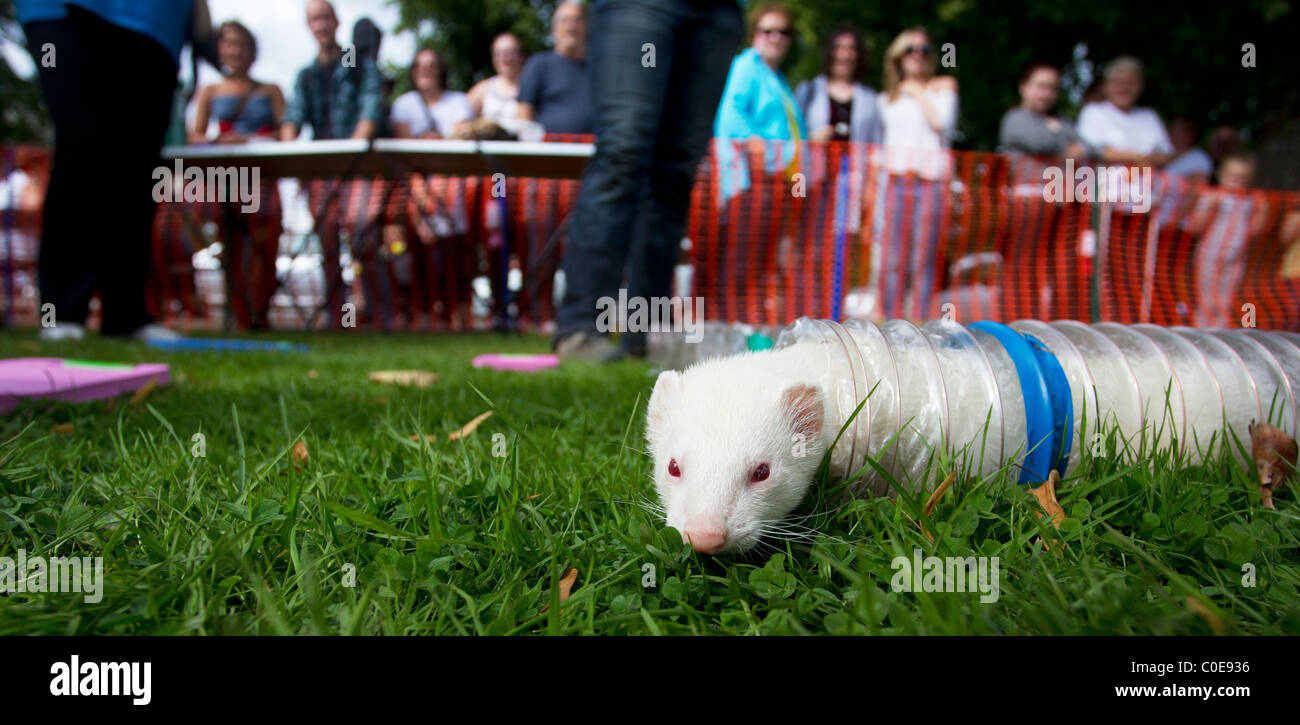Frettchen-Rennen auf der Gleda Teil Land Beschäftigungen show Stockfoto