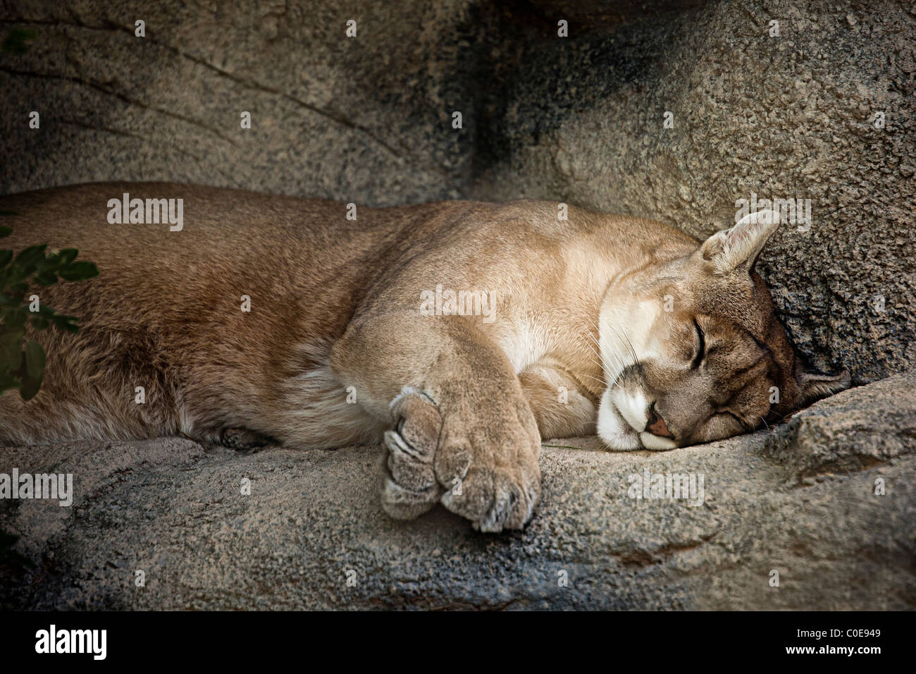 Mountain Lion Felis Concolor schlafend auf Sims USA Stockfoto