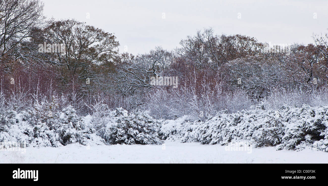 Bäume in einem verschneiten Park in East London Stockfoto