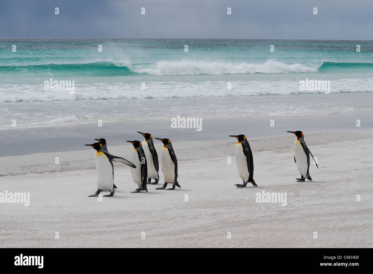 Königspinguine - Volunteer Point, Stanley Insel Stockfoto