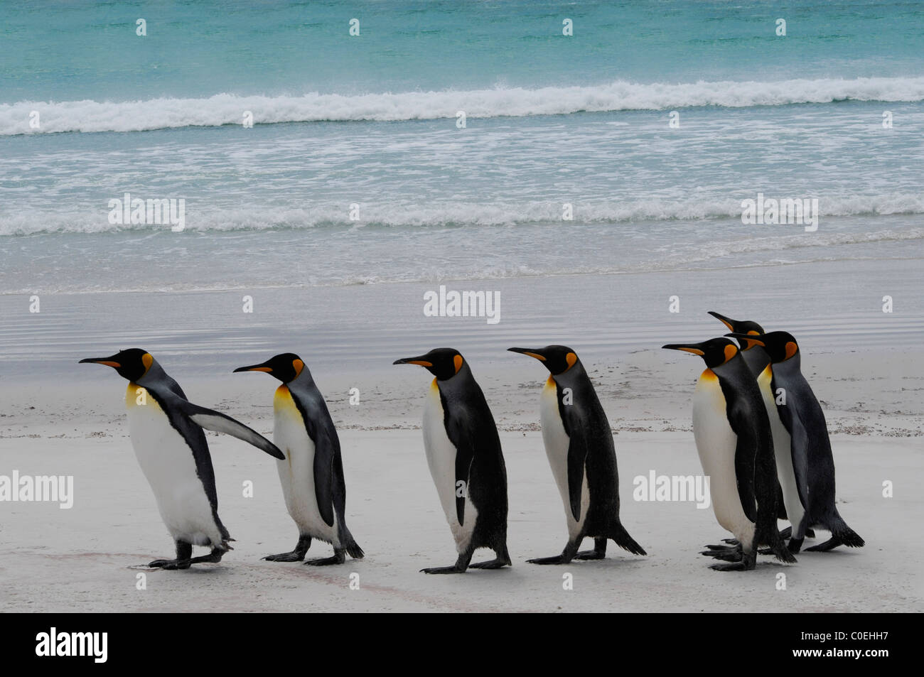 Königspinguine - Volunteer Point, Stanley Insel Stockfoto