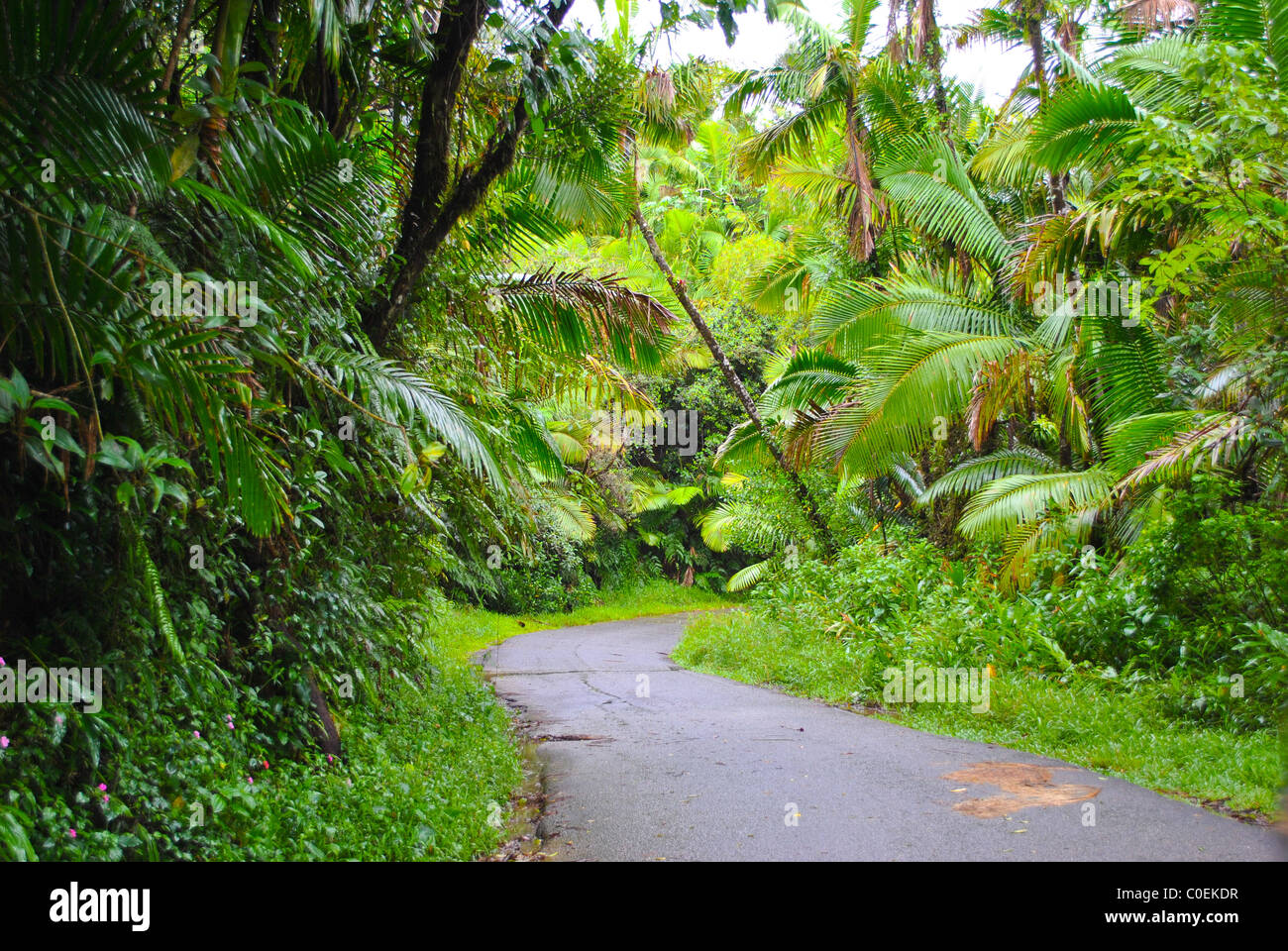 Straße in den Regenwald. Stockfoto