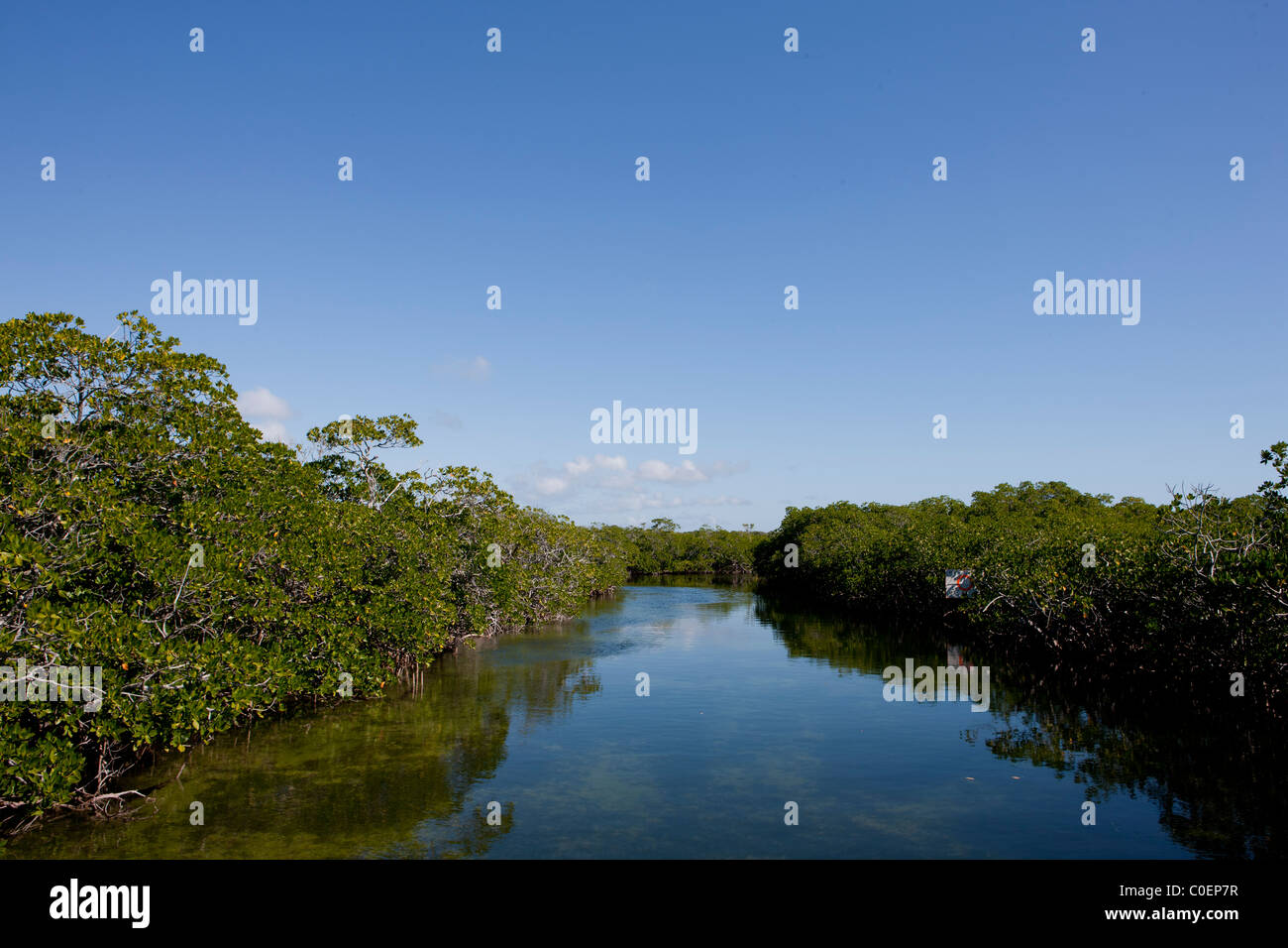Kleinen Kanal Wandern durch die Mangroven Stockfoto