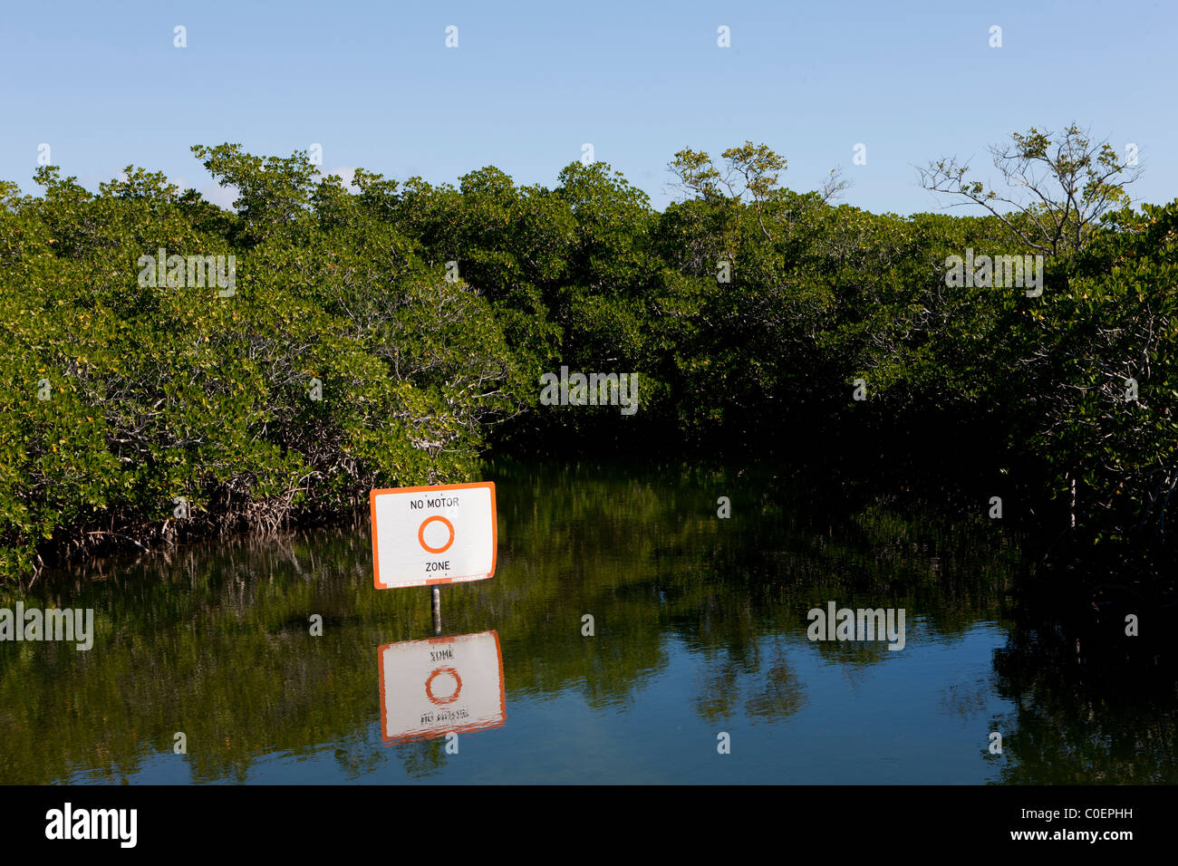 Kleinen Kanal in den Mangroven Stockfoto