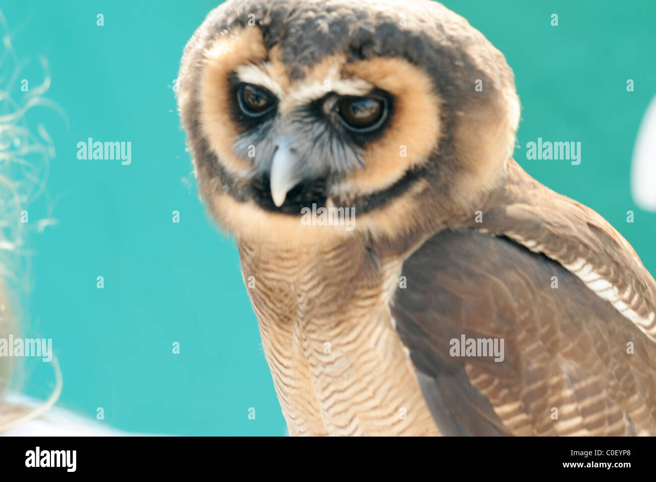 Asiatische braune Eule, Strix leptogrammica Stockfoto