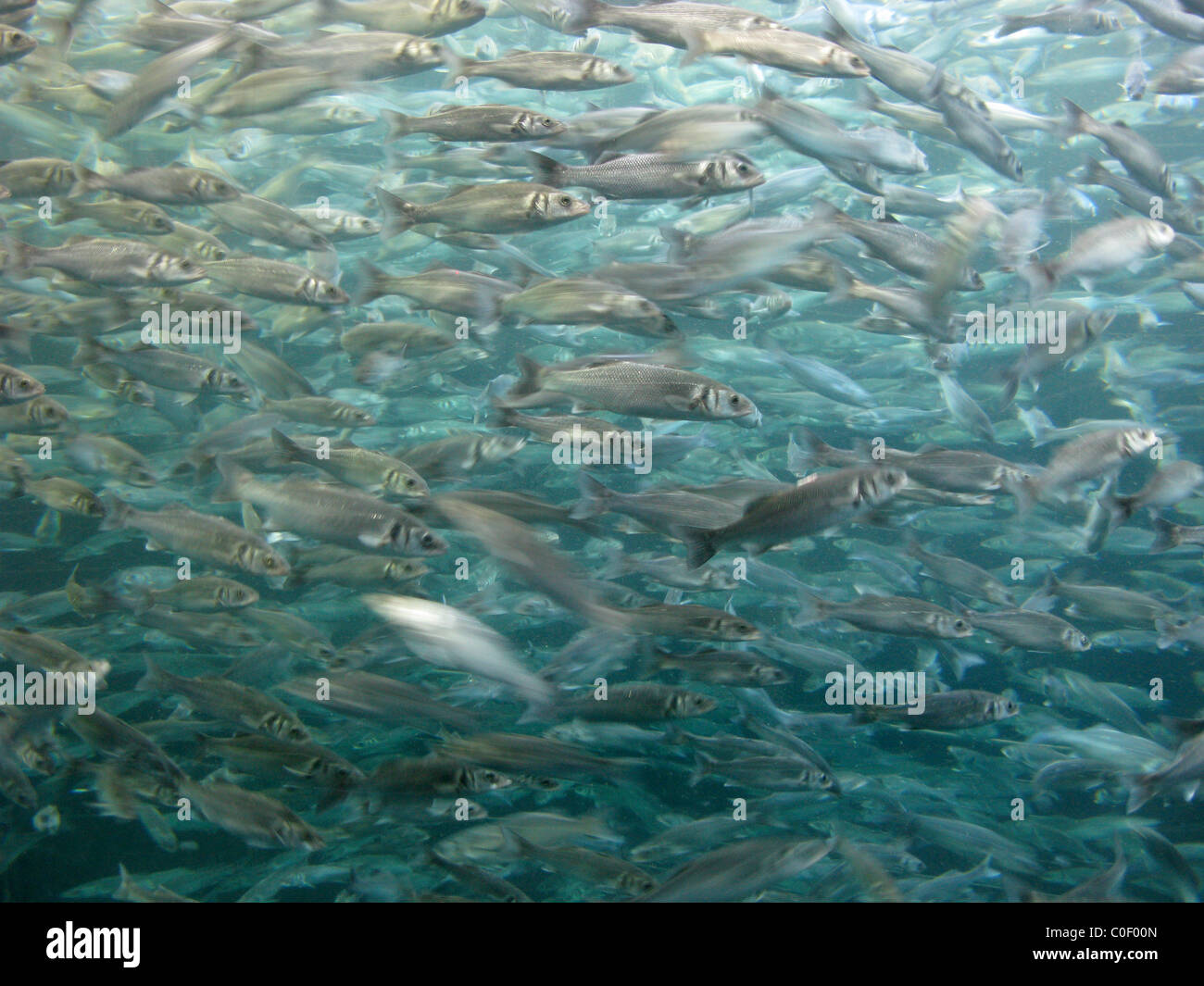 Fischschwarm in Gefangenschaft Stockfoto