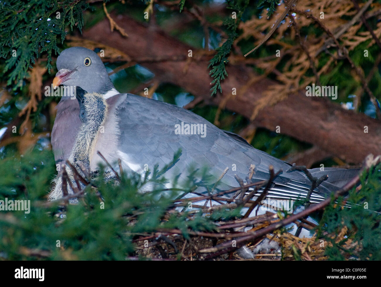 Eine Ringeltaube und Küken im nest Stockfoto