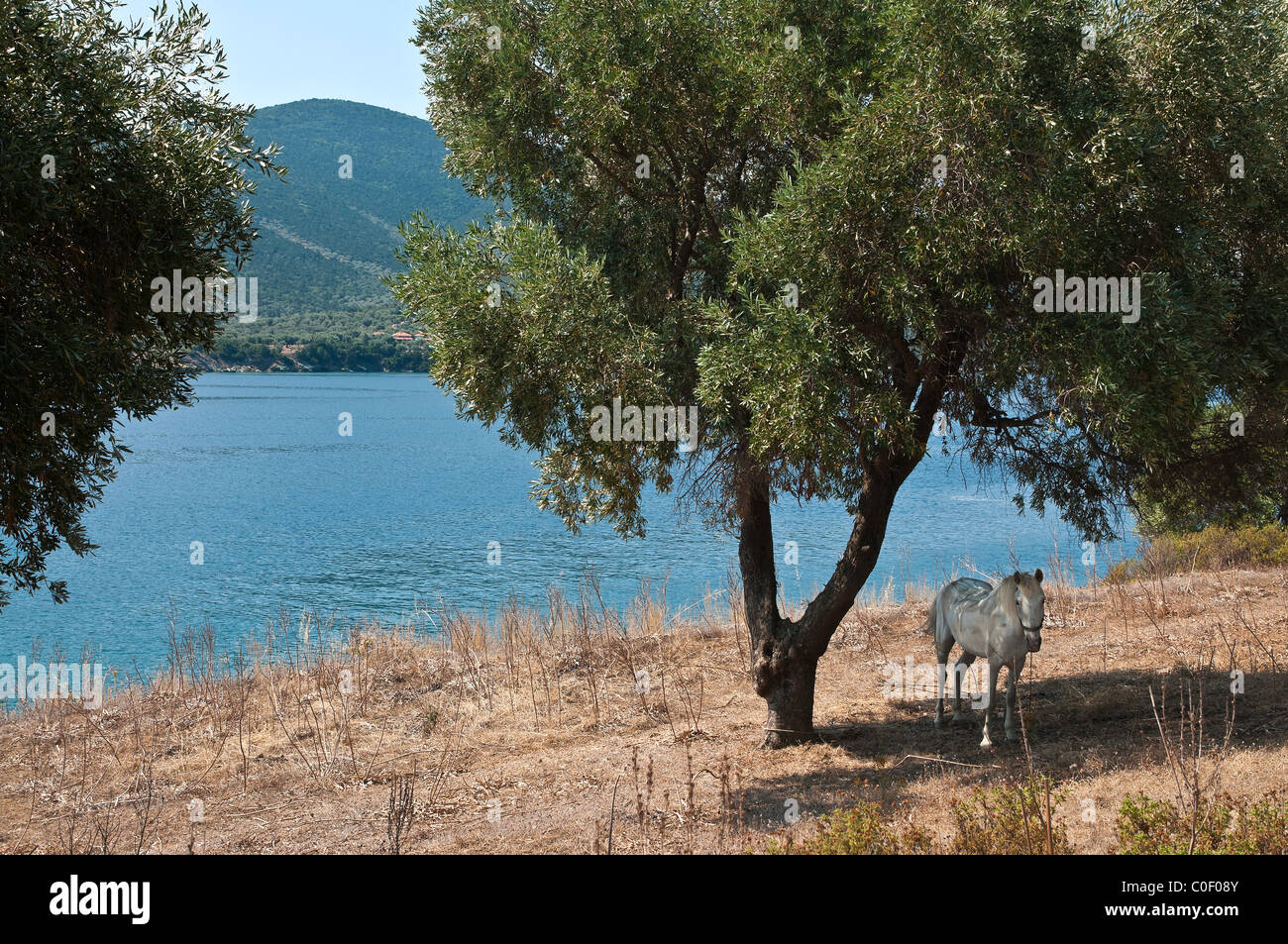 Ein Pferd im Schatten eines Olivenbaums auf der Insel Paleo Trikeri, Südküste der Halbinsel Pelion, Griechenland Stockfoto