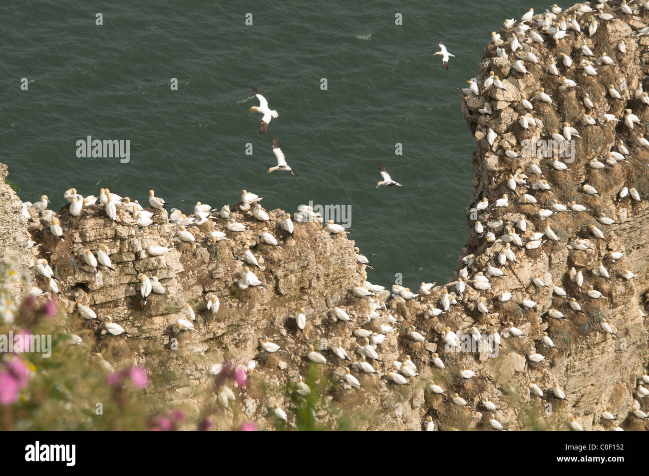 Gannett (Phoca vitulina) Kolonie auf den Felsen und Klippen an Bempton Cliffs, Yorkshire, Großbritannien. Juni. Stockfoto