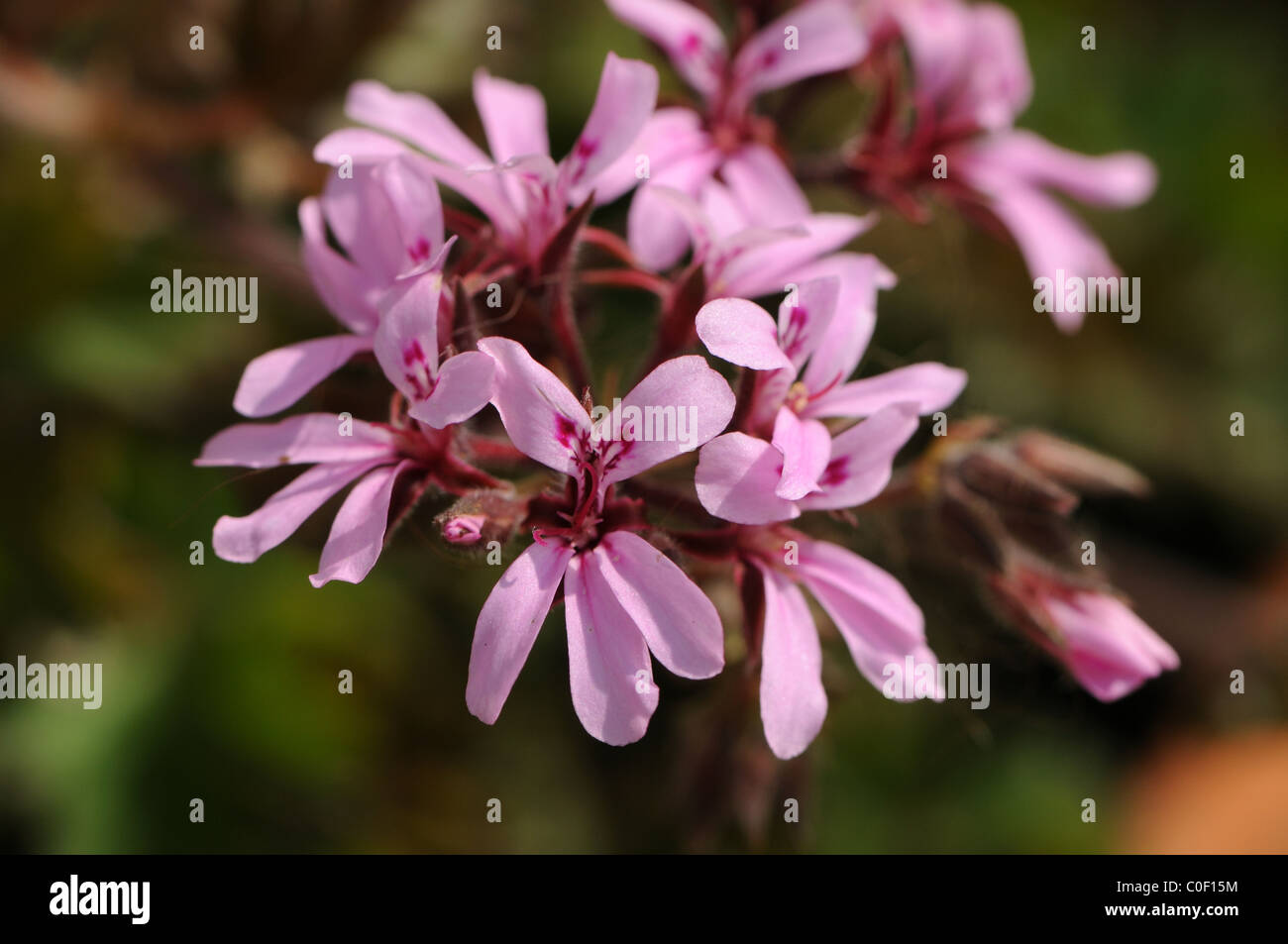 Duftenden Pelargonien "Deerwood wahrscheinlich Lass" Stockfoto