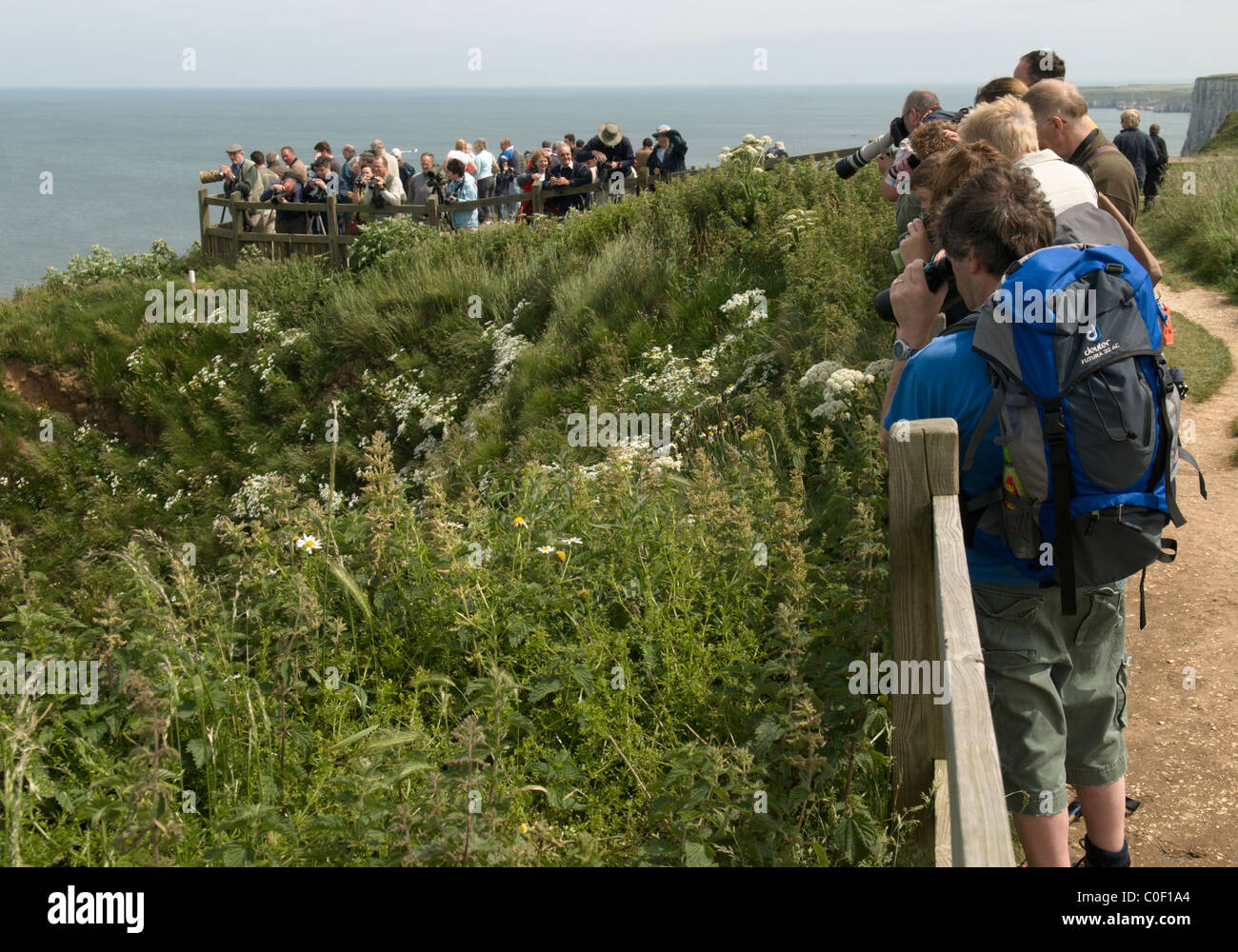 Birdwatchers bei einer Der aussichtsplattformen an der Spitze von Bempton Cliffs, Yorkshire, Großbritannien. Juni. Stockfoto