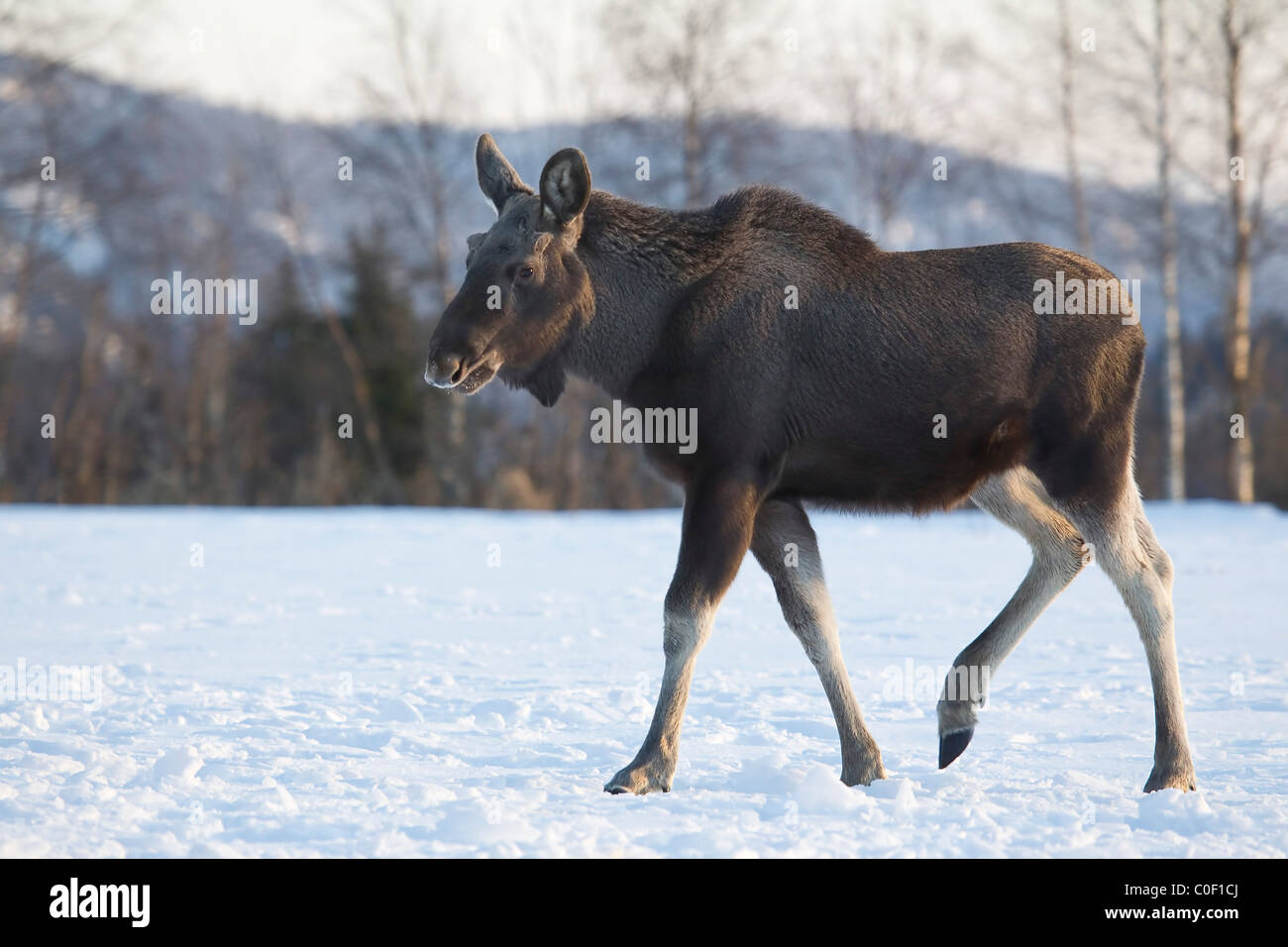 Eurasischen Elch-Alces Alces im Winter schneit in Norwegen bekannt als Elche in Nordamerika Stockfoto