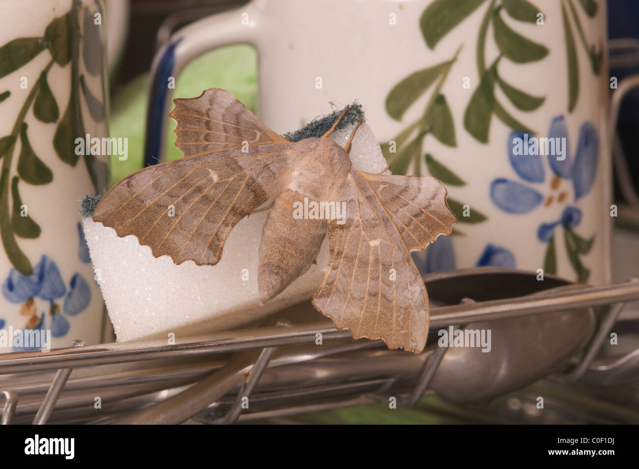 Pappel Hawk-moth (laothoe populi) gefunden im Innenbereich auf Waschbecken und Wanne Topfreiniger. Sussex, UK. Juli. Stockfoto