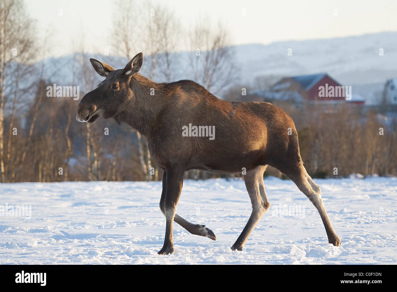 Eurasischen Elch-Alces Alces im Winter schneit in Norwegen bekannt als Elche in Nordamerika Stockfoto