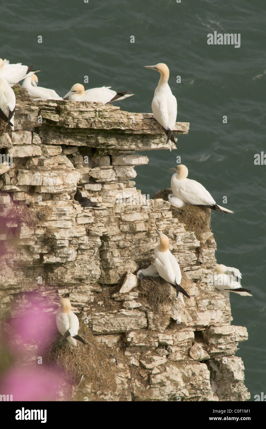 Gannett (Phoca vitulina) Kolonie auf den Felsen und Klippen an Bempton Cliffs, Yorkshire, Großbritannien. Juni. Stockfoto