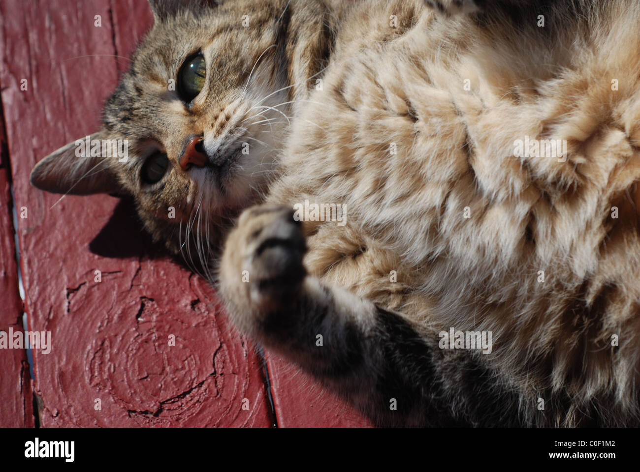 Katze hautnah Stockfoto