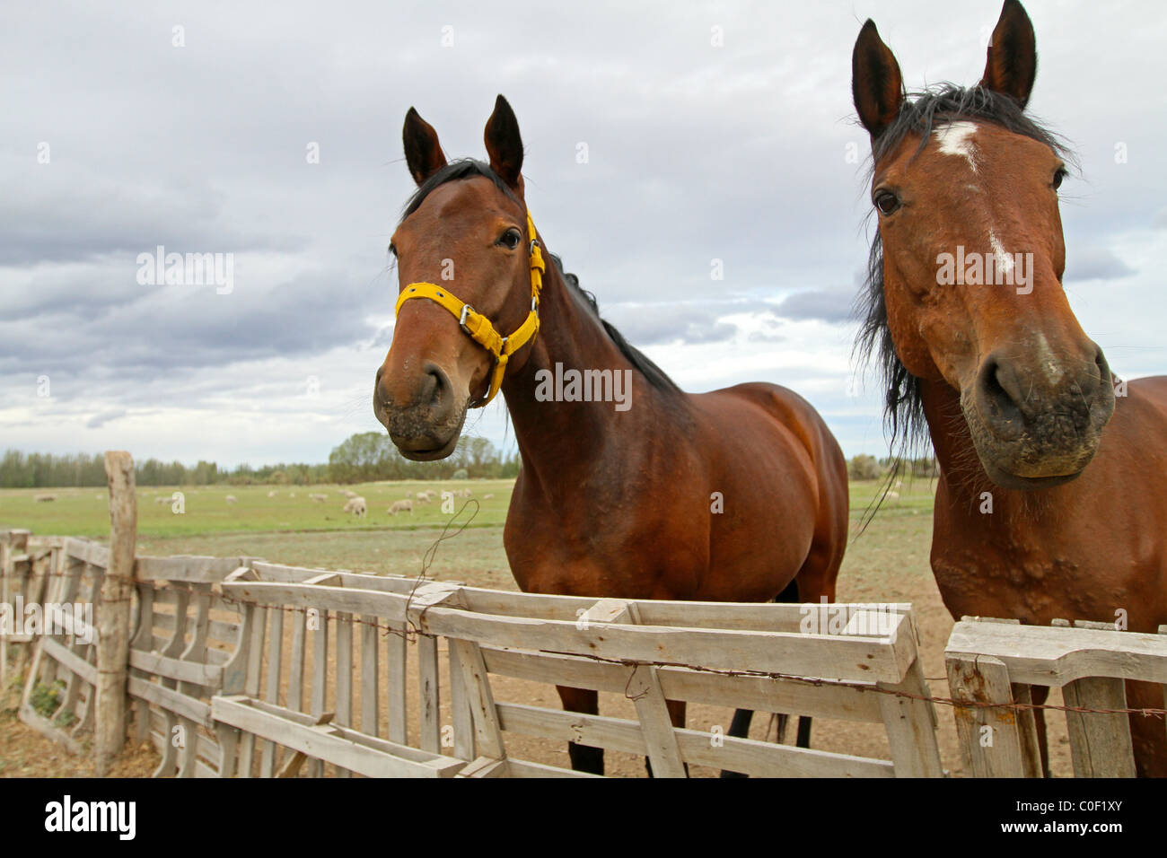 TRELOW, Argentinien, 2010: Pferde in argentinischen Farm. Stockfoto