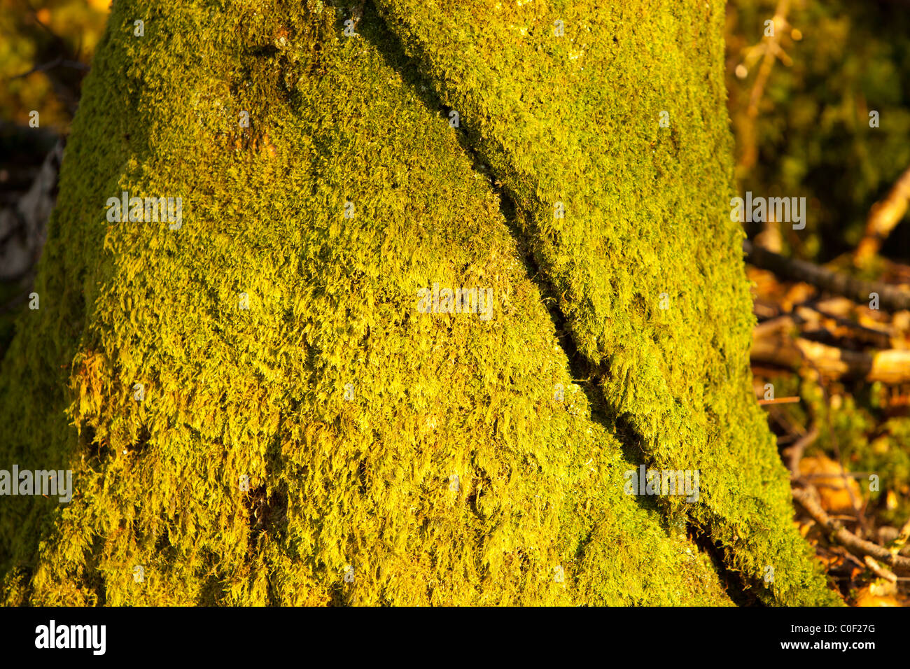 Eine Rebe umschlungen um einen Baumstamm. Stockfoto