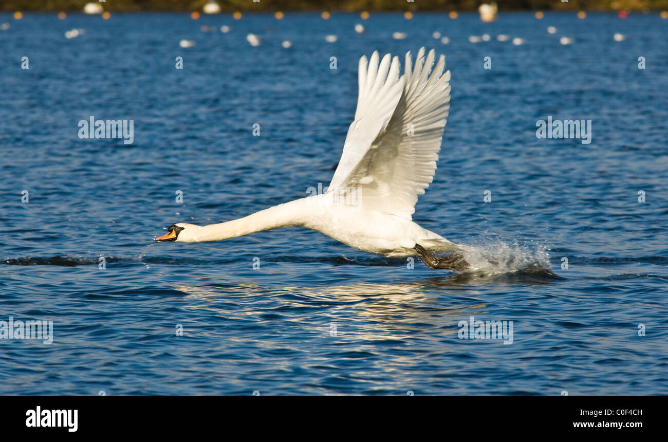 Erwachsenen Höckerschwan abheben von einem See mit seinen großen Flügeln, Verbreitung. Stockfoto
