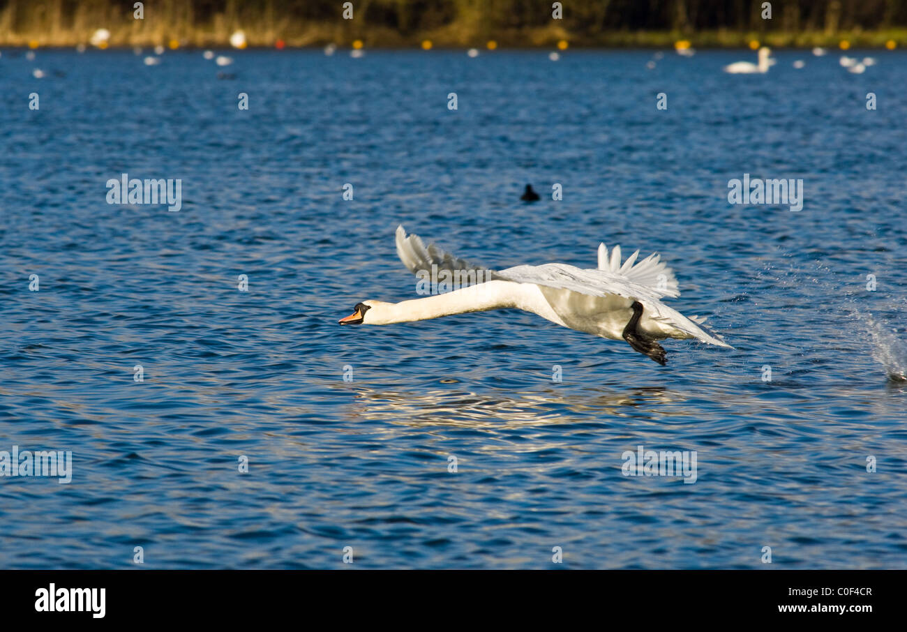 Erwachsenen Höckerschwan abheben von einem See mit seinen großen Flügeln, Verbreitung. Stockfoto