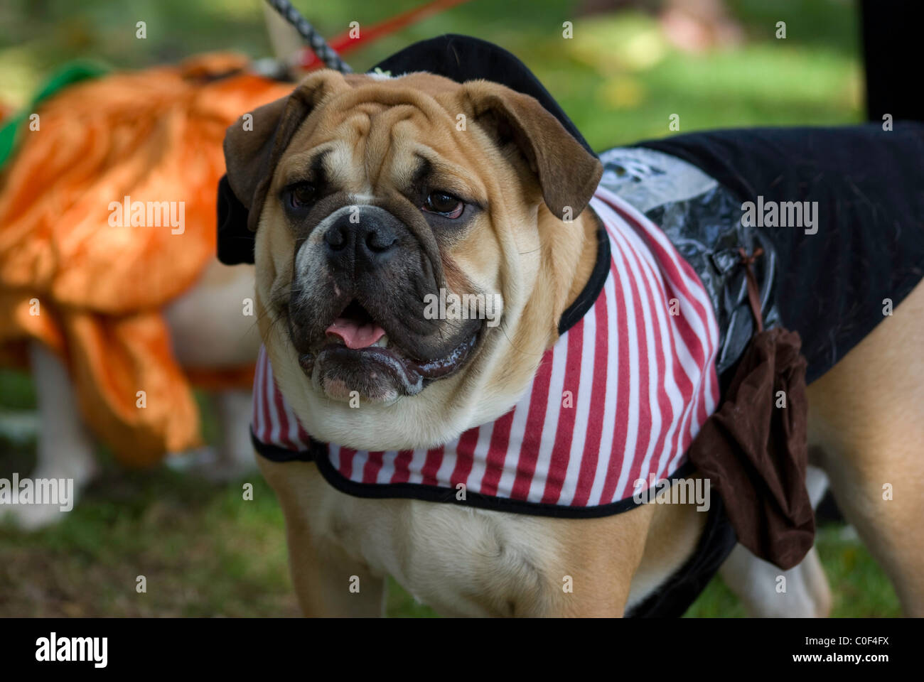 Kostüm für Hunde, West Hollywood, LA Stockfoto