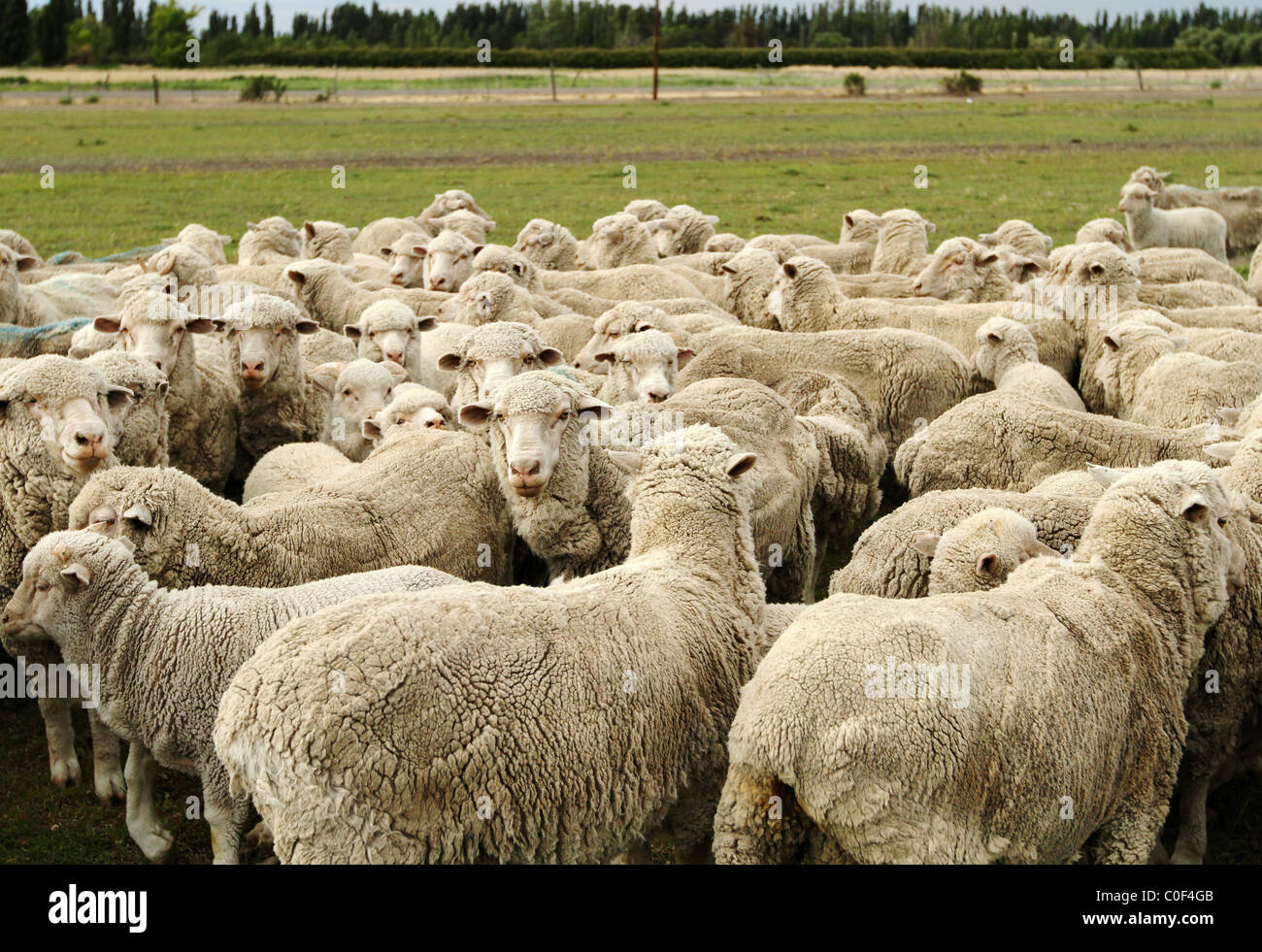 TRELOW, Argentinien, 2010: Schafe im argentinischen Farm. Stockfoto