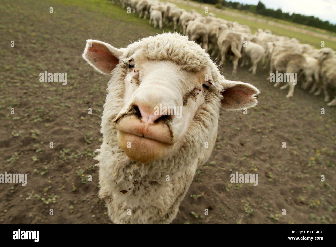 TRELOW, Argentinien, 2010: Schafe im argentinischen Farm. Stockfoto