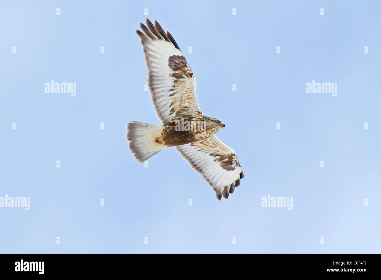 Rough – Dreibein hawk Stockfoto