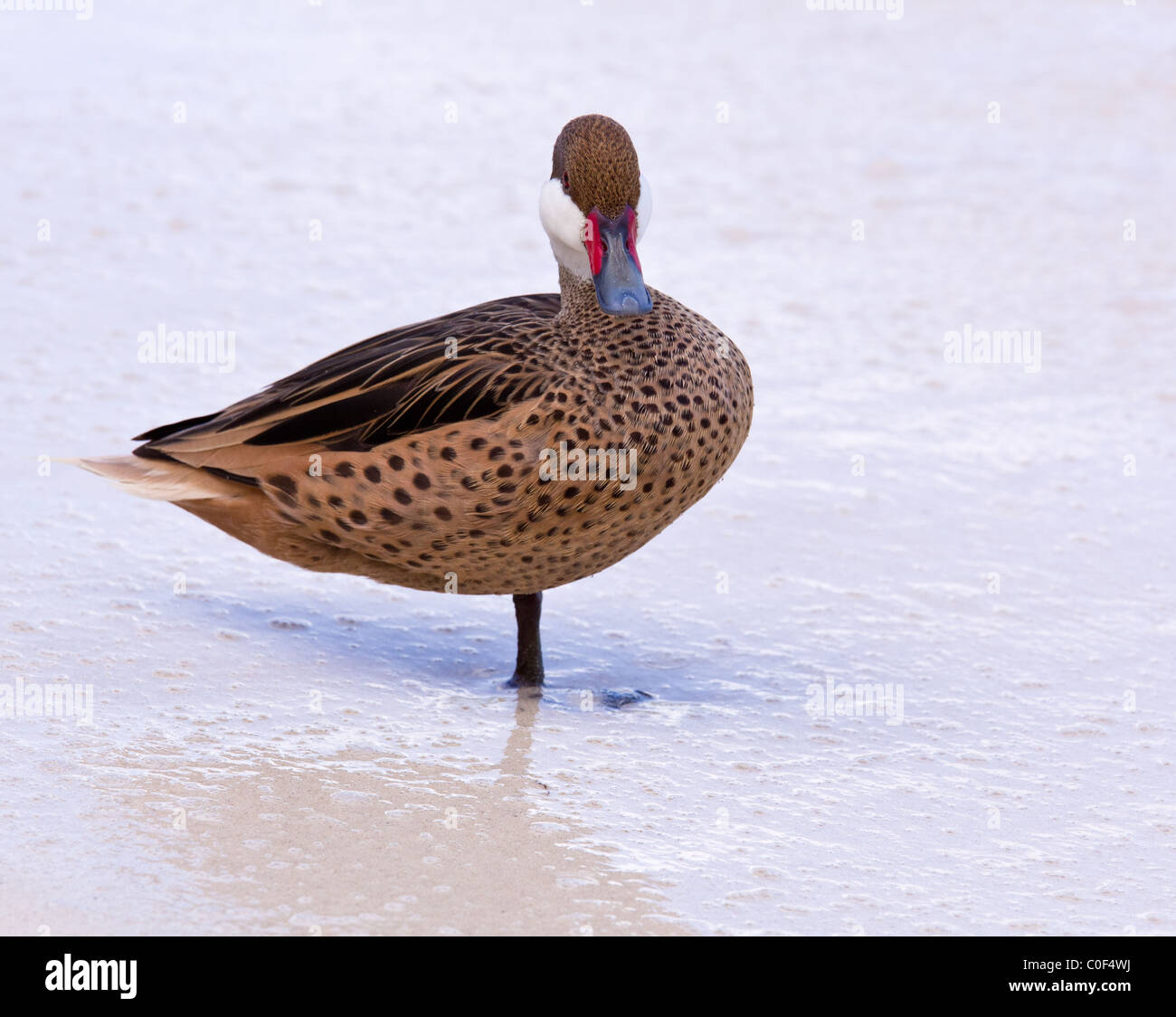 Weiße-cheeked Pintail oder Bahama Ente am weißen Sandstrand auf St. Thomas in US Virgin Islands Stockfoto