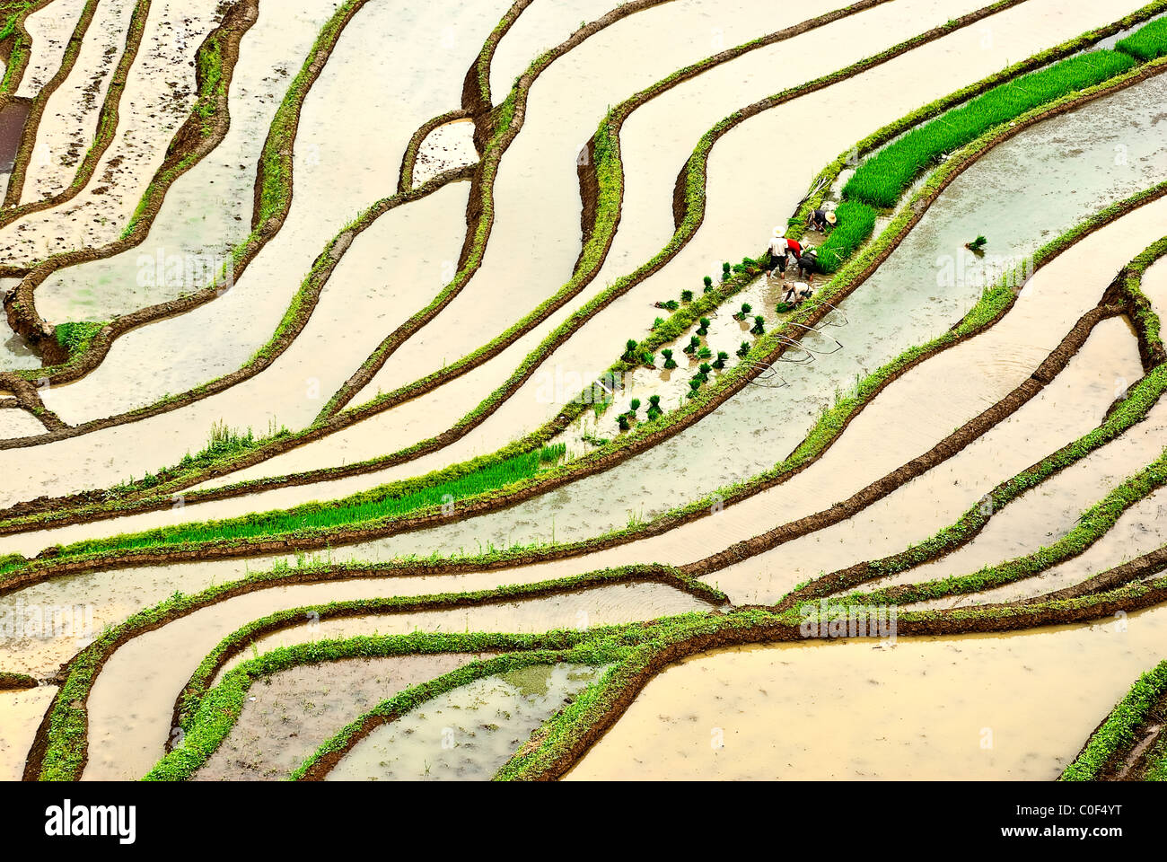 Asien, China, Yunnan, Jinping. Ureinwohner Yi Pflanzen überschwemmten Reisterrassen in der Nähe von Laomeng Town. Stockfoto