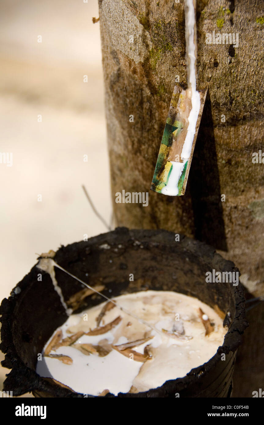 Asien, Thailand, Phang-Nga. Lokalen Kautschukplantage, tippen auf Latex vom Gummibaum. Stockfoto