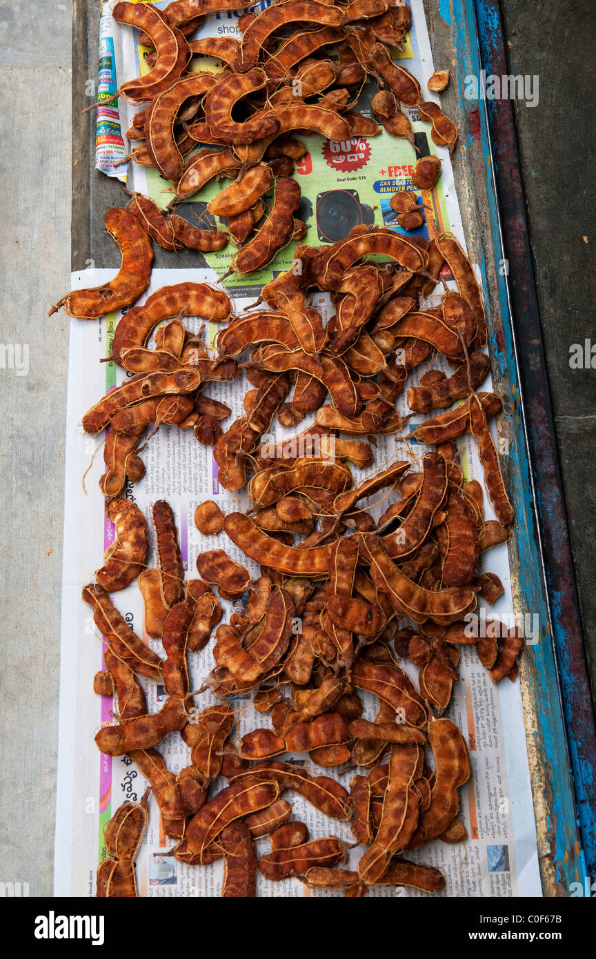 Tamarindus Indica. Austrocknen schmissen Tamarind Samenkapseln, Indien. Andhra Pradesh, Indien Stockfoto