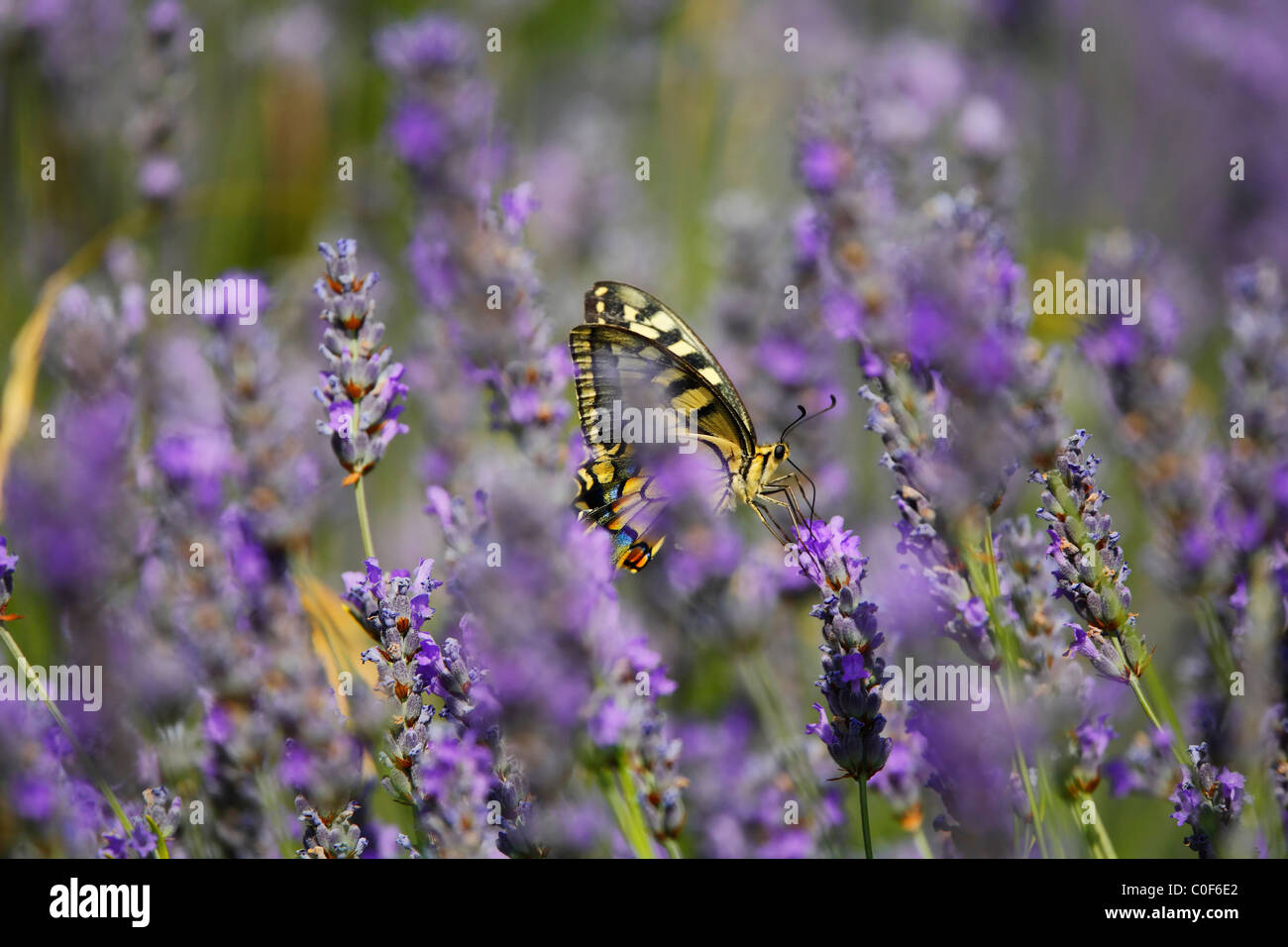 Schmetterling auf Lavendel. Stockfoto