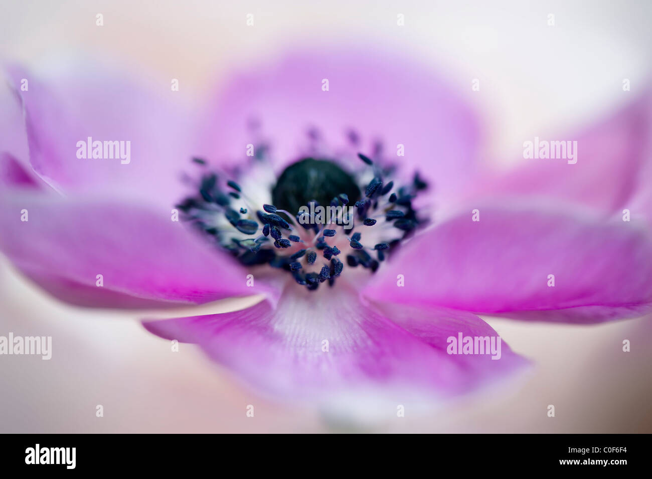 Ein lila Einzelfeder Anemone Coronaria 'De Caen' Serie Blume Nahaufnahme Stockfoto