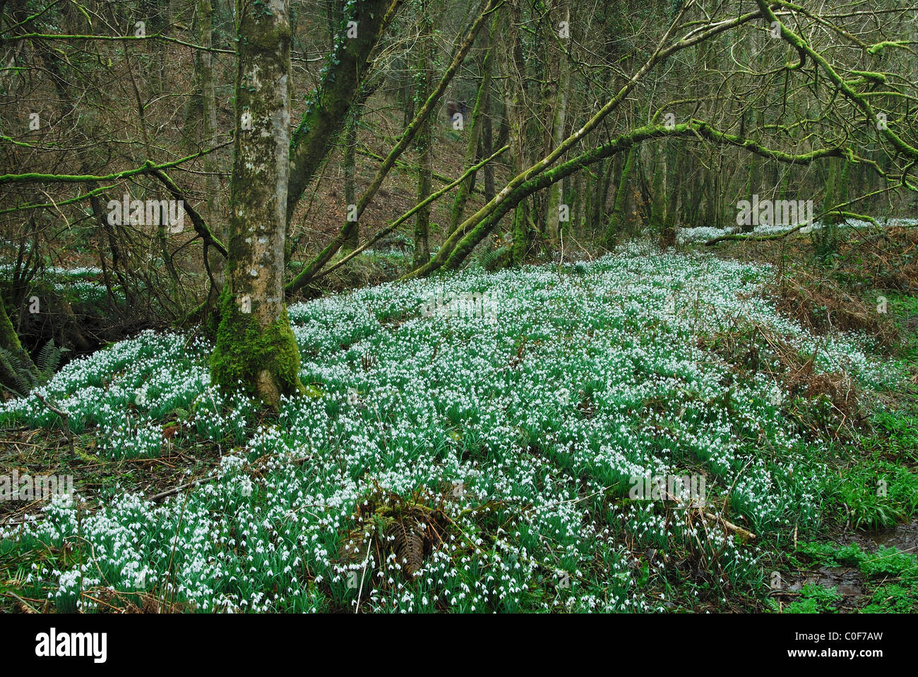 Ein Teppich aus weißen Schneeglöckchen im Norden Hawkwell Holz, Somerset, UK. Februar 2008. "Schneeglöckchen Tal" Stockfoto