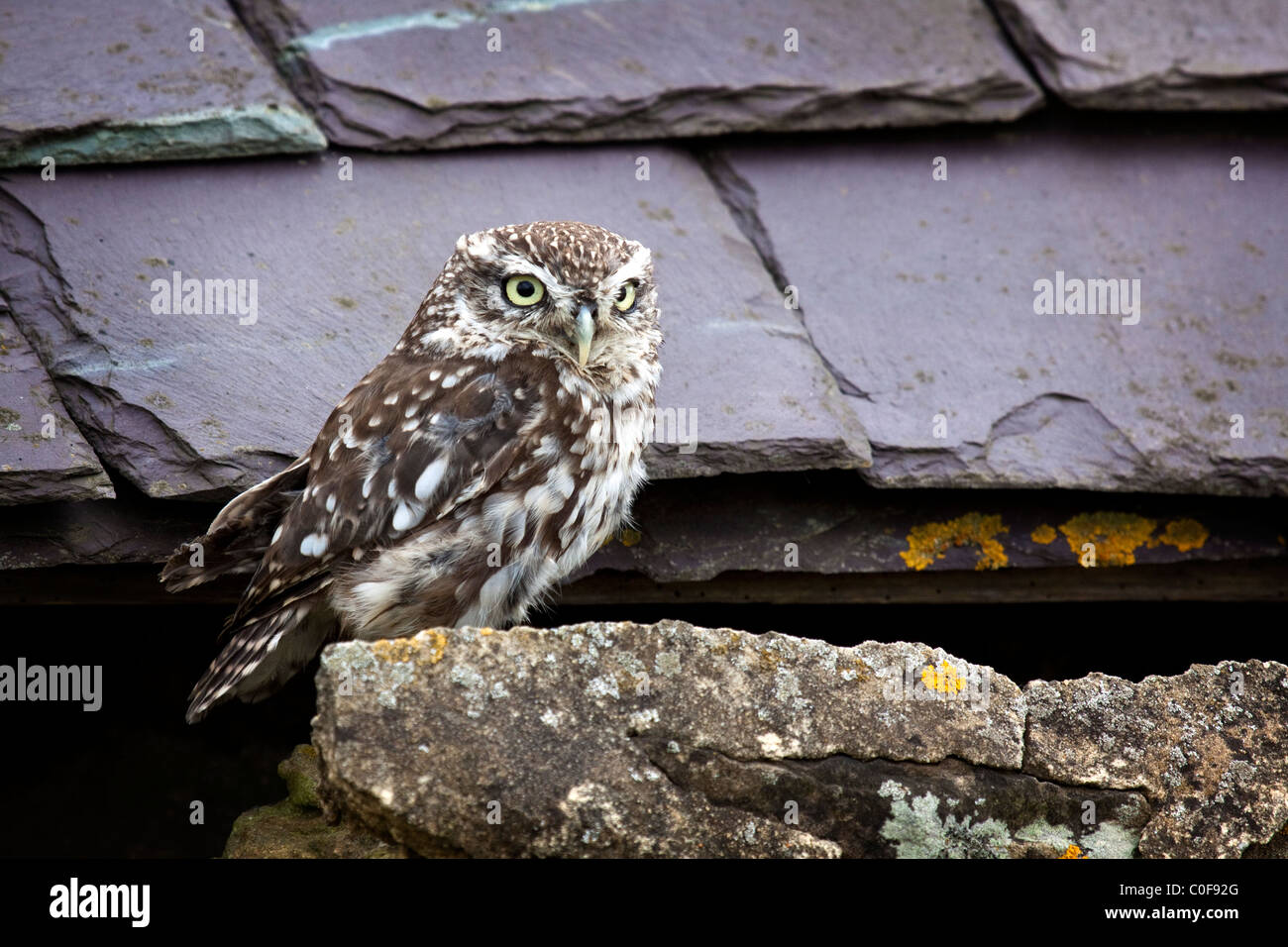 Steinkauz - Athene noctua Stockfoto